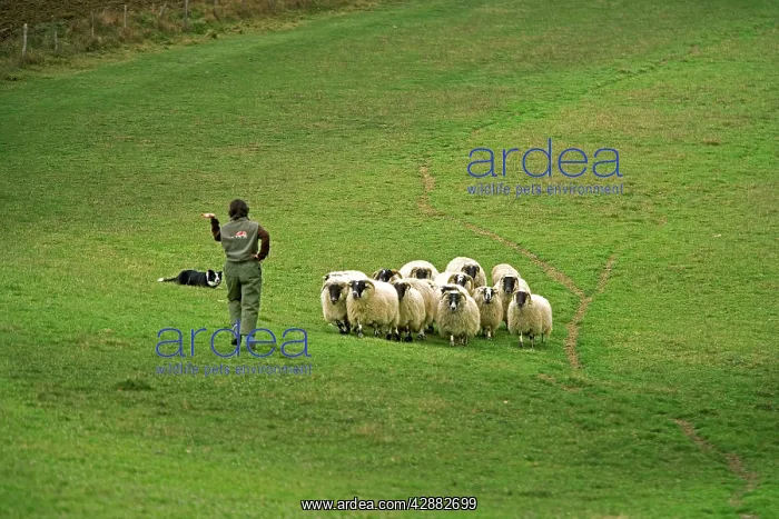 : Dog - Border collie & Shepherd rounding up black-faced : Dog - Border collie & Shepherd rounding up black-faced