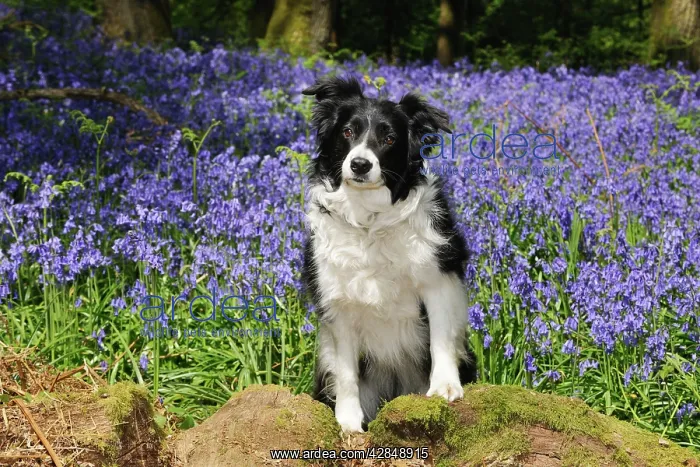 : DOG. Border collie sitting in bluebells : DOG. Border collie sitting in bluebells