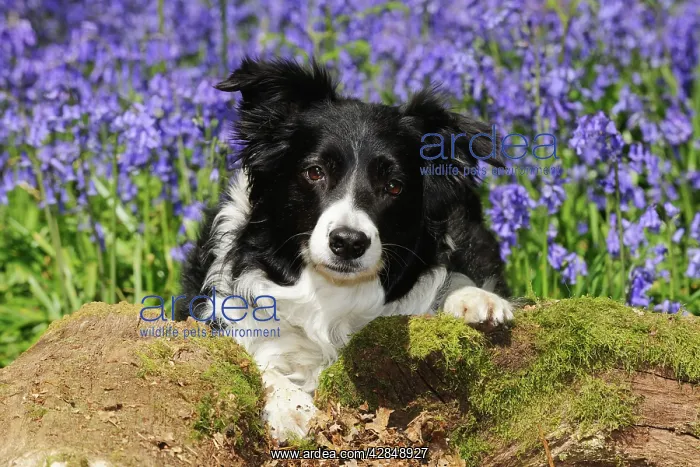  : DOG. Border collie sitting in bluebells