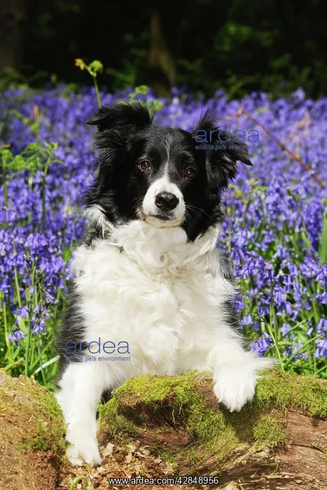 : DOG. Border collie sitting in bluebells