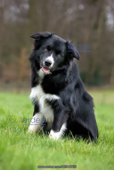: Dog - Border Collie - sitting down in garden : Dog - Border Collie - sitting down in garden