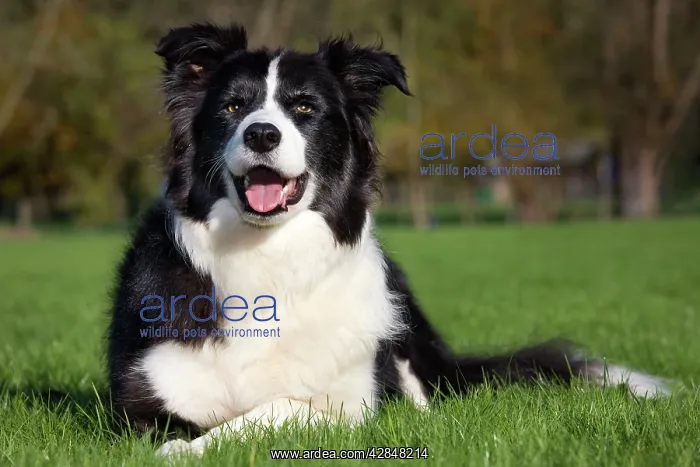  : Dog - Border Collie sitting down in garden