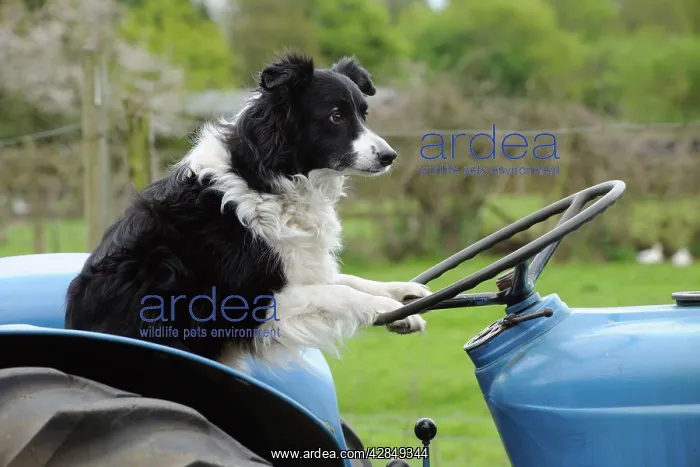  : DOG. Border collie sitting on tractor