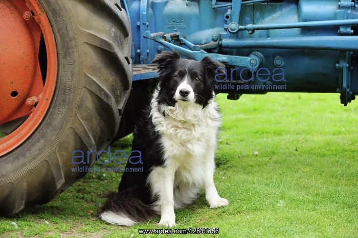  : DOG. Border collie sitting next to tractor
