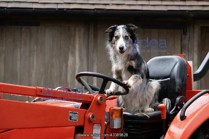 : DOG, Border Collie sitting on a tractor : DOG, Border Collie sitting on a tractor