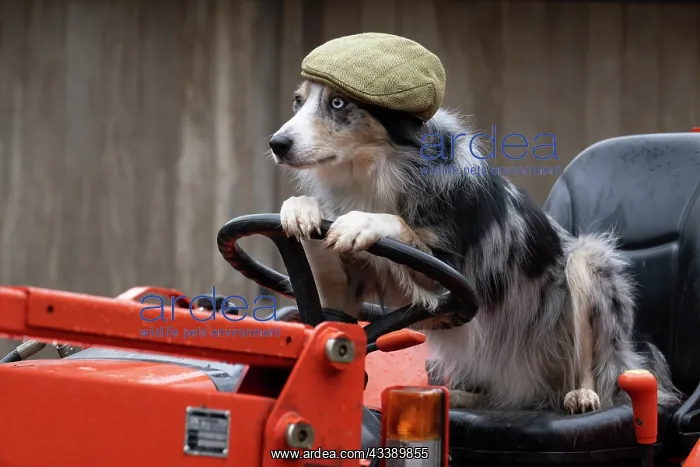 : DOG, Border Collie, sitting on a tractor with : DOG, Border Collie, sitting on a tractor with