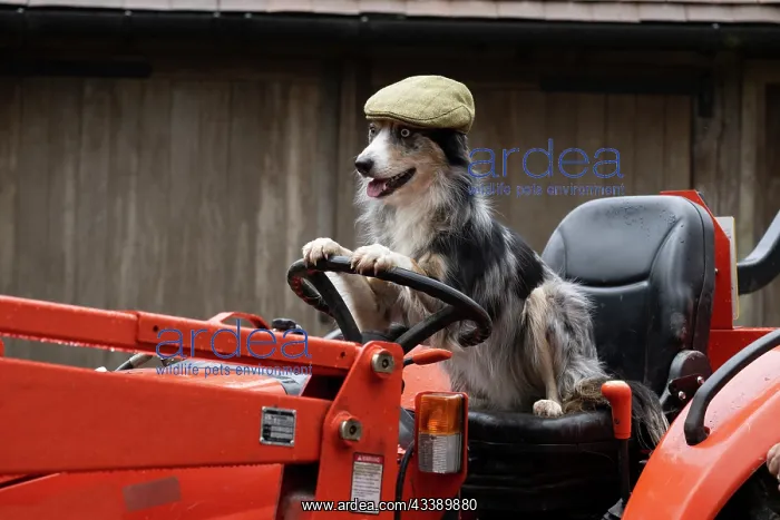 : DOG, Border Collie, sitting on a tractor with : DOG, Border Collie, sitting on a tractor with