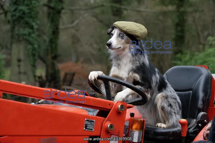 : DOG, Border Collie, sitting on a tractor with : DOG, Border Collie, sitting on a tractor with