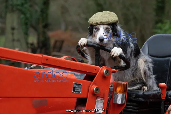 : DOG, Border Collie, sitting on a tractor with : DOG, Border Collie, sitting on a tractor with