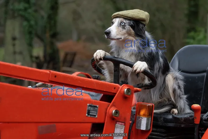 : DOG, Border Collie, sitting on a tractor with : DOG, Border Collie, sitting on a tractor with