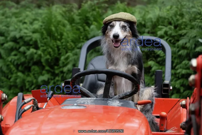 : DOG, Border Collie, sitting on a tractor with : DOG, Border Collie, sitting on a tractor with