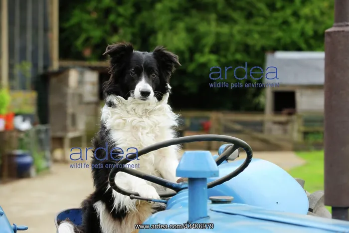  : DOG. Border collie sitting on tractor