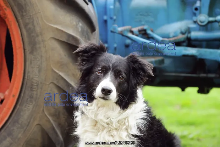 : DOG. Border collie sitting next to tractor (head shot) : DOG. Border collie sitting next to tractor (head shot)