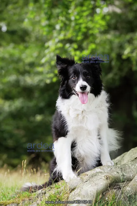  : Dog. Border Collie sitting by tree