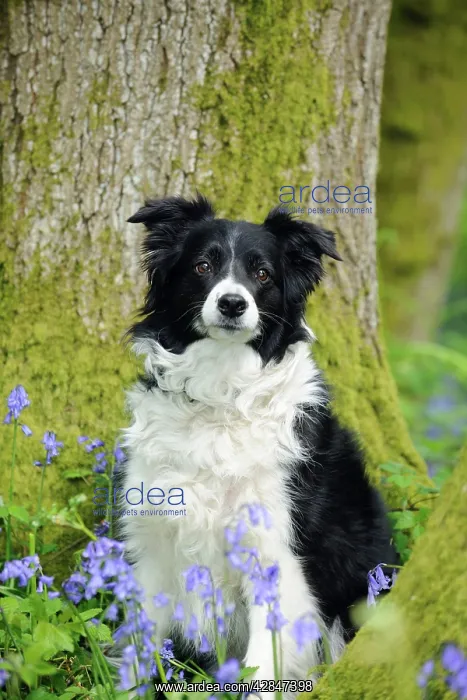  : DOG. Border collie sitting in front of tree