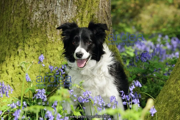  : DOG. Border collie sitting in front of tree