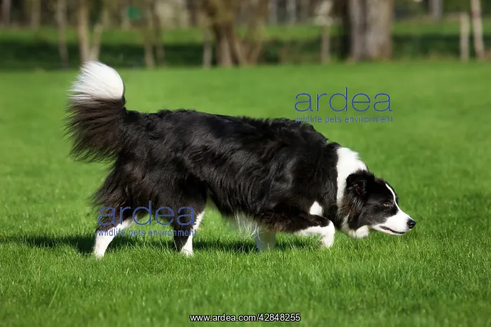  : Dog - Border Collie sniffing in garden