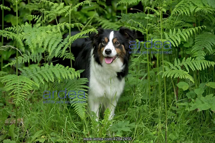  : DOG - Border collie standing in bracken