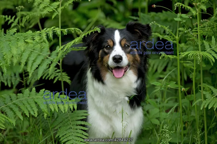  : DOG - Border collie standing in bracken
