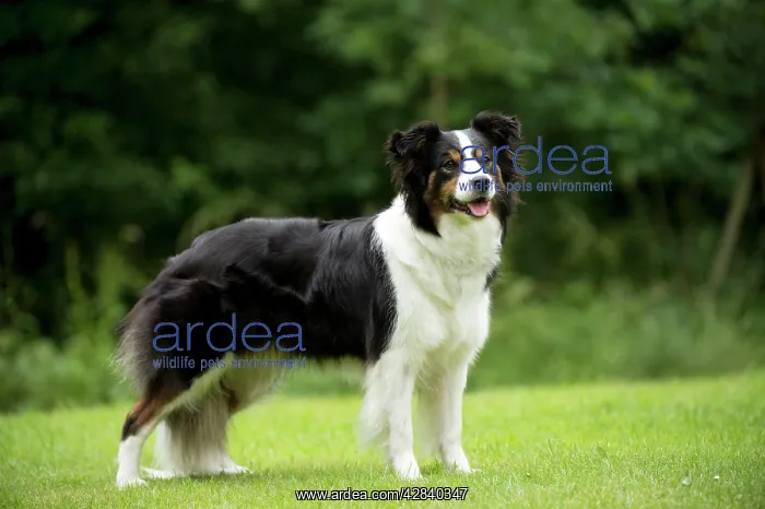  : DOG - Border collie standing in the garden