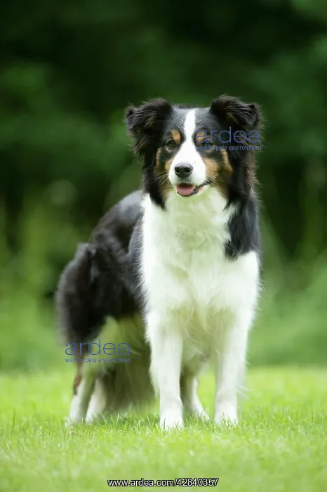  : DOG - Border collie standing in the garden