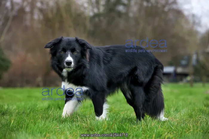 : Dog - Border Collie - standing in garden