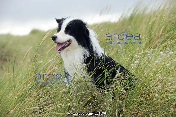  : DOG. Border collie standing in sand dunes