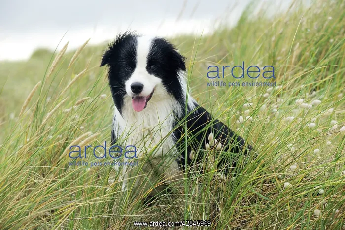  : DOG. Border collie standing in sand dunes