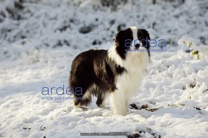  : DOG. Border collie standing in the snow