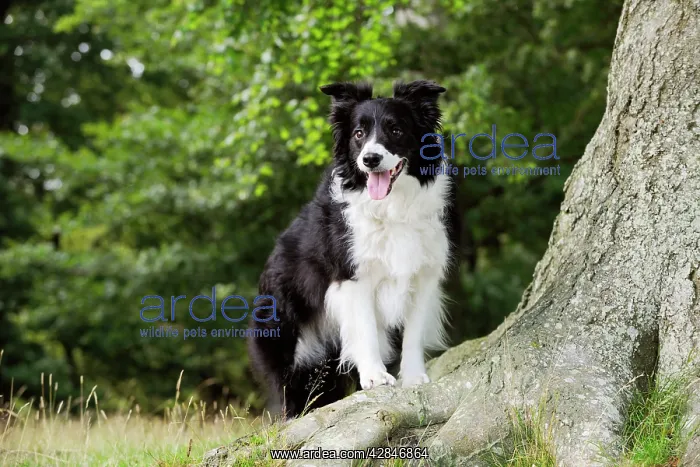  : Dog. Border Collie standing by tree