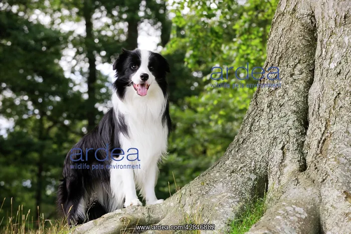  : Dog. Border Collie standing by tree