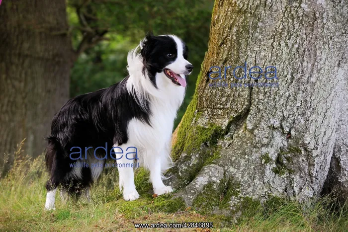  : Dog. Border Collie standing by tree