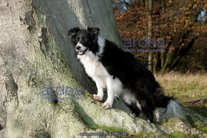  : DOG - Border collie standing on tree roots