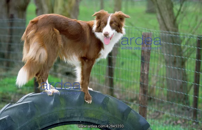  : DOG - Border Collie, standing on tyre