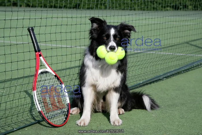  : Dog - Border collie with tennis balls on court