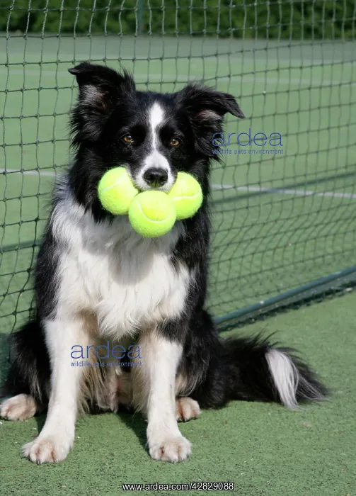  : Dog - Border collie with tennis balls on court