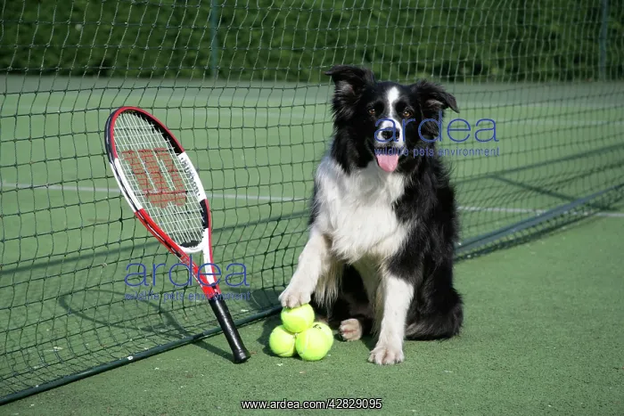  : Dog - Border collie with tennis balls on court
