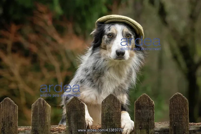 : DOG, Border Collie, wearing a flat cap, looking : DOG, Border Collie, wearing a flat cap, looking
