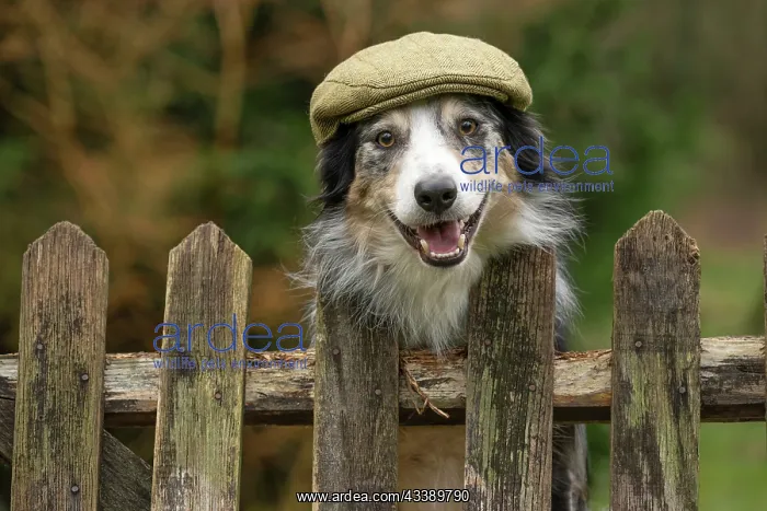 : DOG, Border Collie, wearing a flat cap, looking : DOG, Border Collie, wearing a flat cap, looking