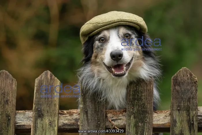 : DOG, Border Collie, wearing a flat cap, looking : DOG, Border Collie, wearing a flat cap, looking