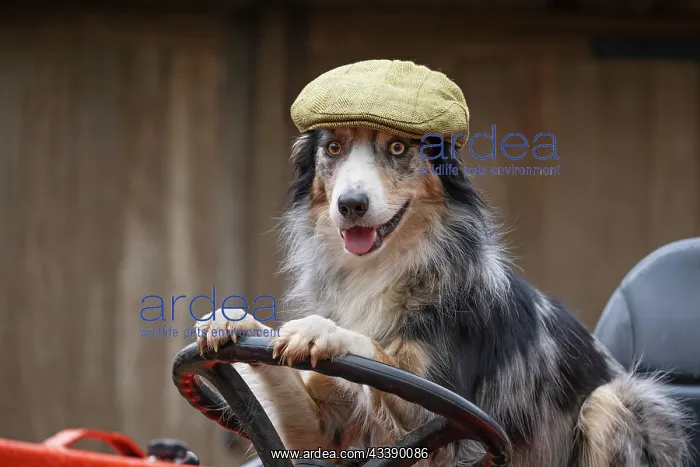  : DOG, Border Collie, wearing a flat cap, sitting