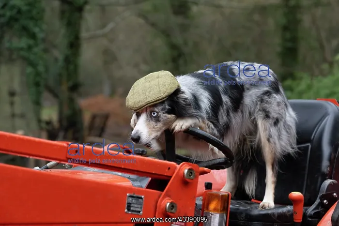 : DOG, Border Collie, wearing a flat cap, sitting : DOG, Border Collie, wearing a flat cap, sitting