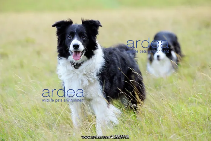  : Dog. Border Collies in field