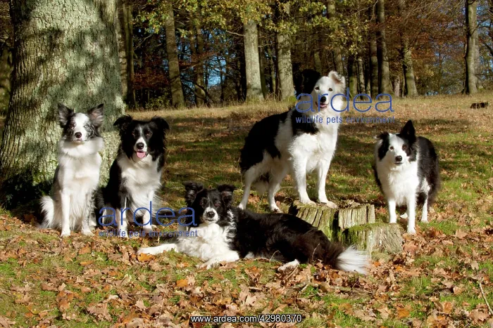  : DOG - Border collies in a group