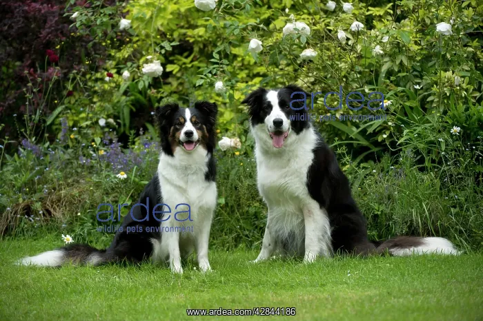  : DOG - Border collies sitting in the garden