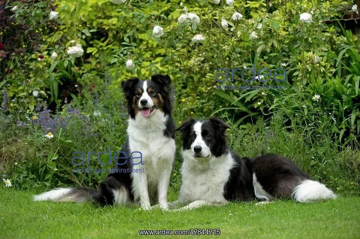  : DOG - Border collies sitting in the garden