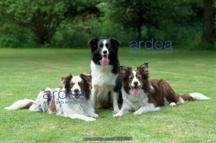 : DOG - three Border Collies, one sitting, two lying : DOG - three Border Collies, one sitting, two lying