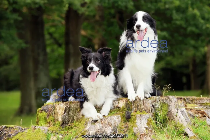  : Dog. Border Collies sitting on tree stump