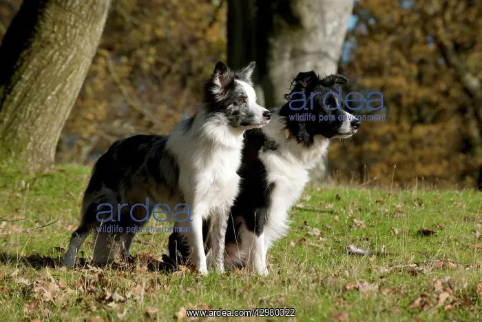  : DOG - Border collies standing together