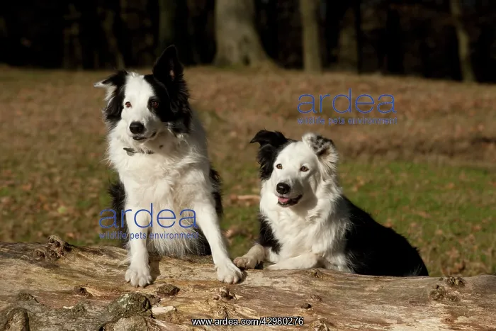 : DOG - Border collies standing on a log next to each other : DOG - Border collies standing on a log next to each other